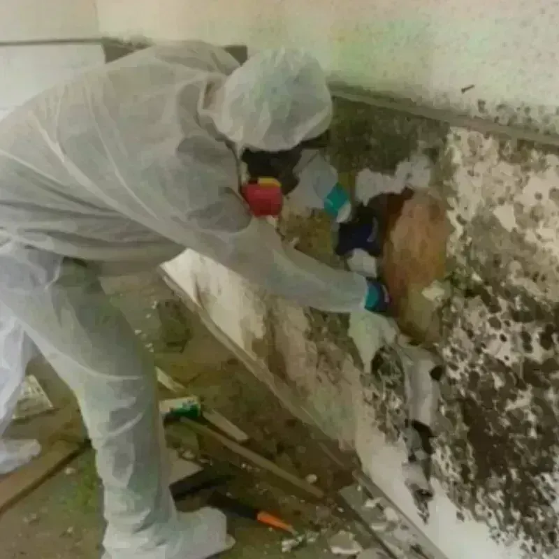 Mold Remediation and Removal in Brockton, MA